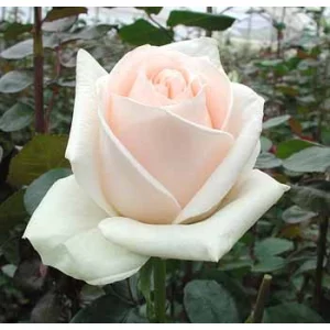 Роза "Чистый океан"(Clear ocean)